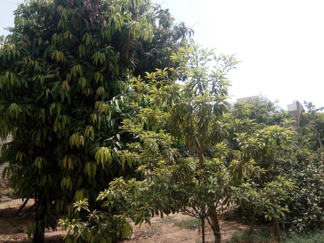 Nature Trail Camps & Homestay Jodhpur  Dış mekan fotoğraf